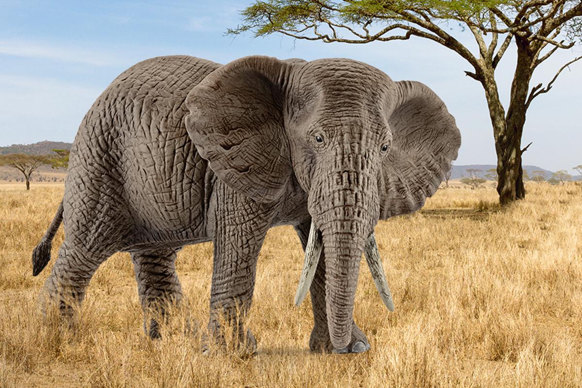 Afrikaanse olifantenkoe