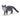 Maine Coon kat