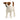 Jackrussellterriër