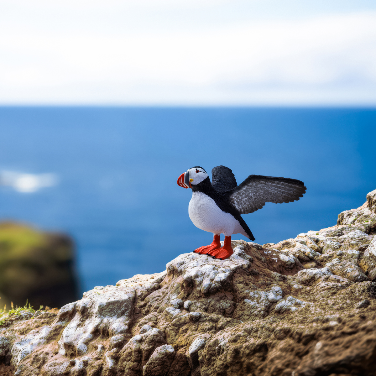 Puffin