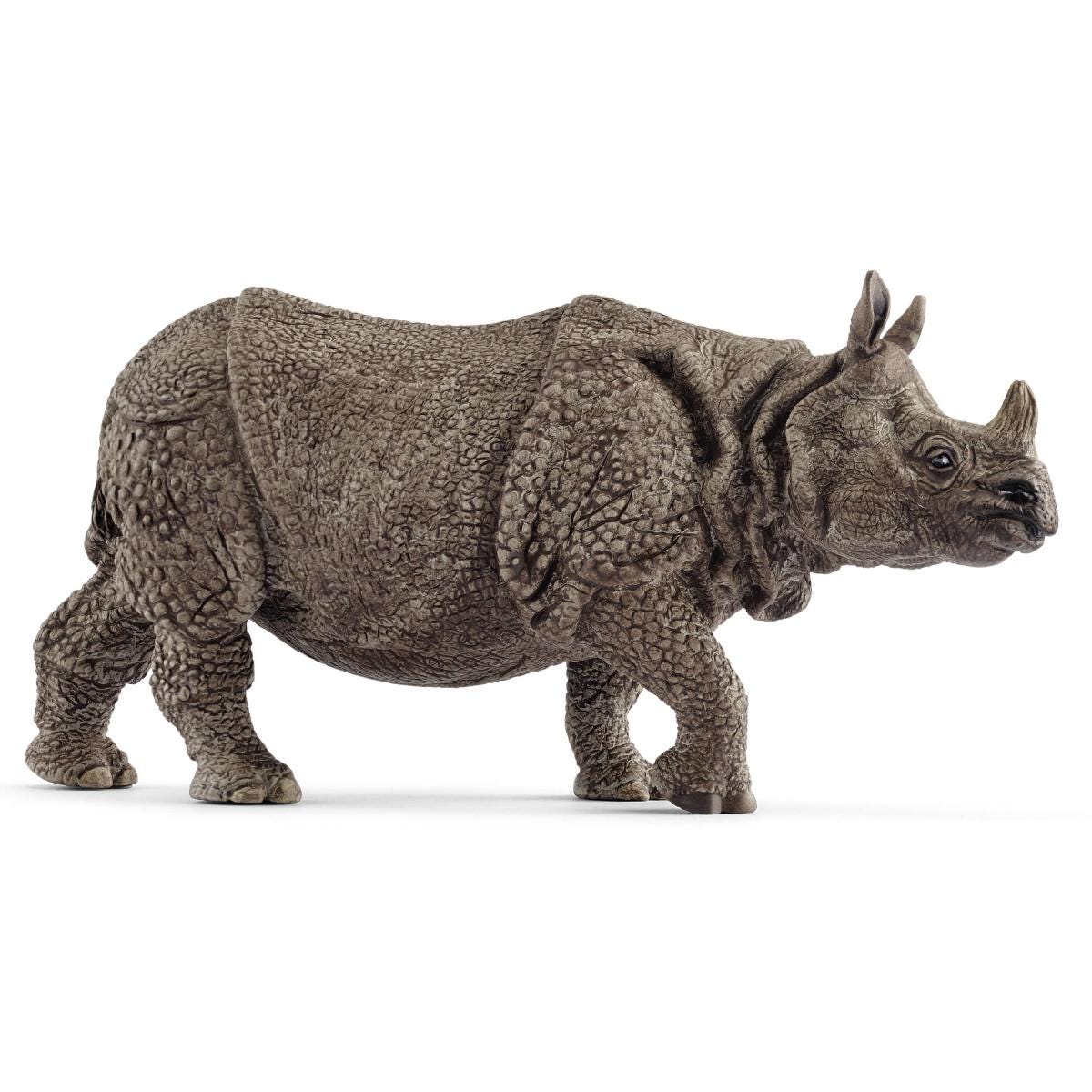 Indian rhinoceros