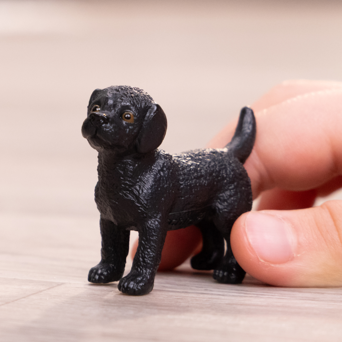 Zwarte Labrador Retriever pup