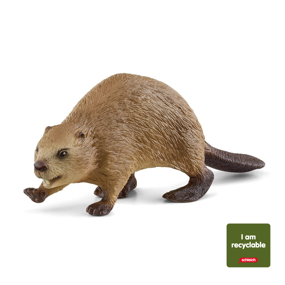 Beaver (circular)